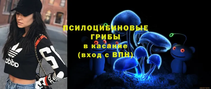 Галлюциногенные грибы Psilocybe  цена   Кизляр 